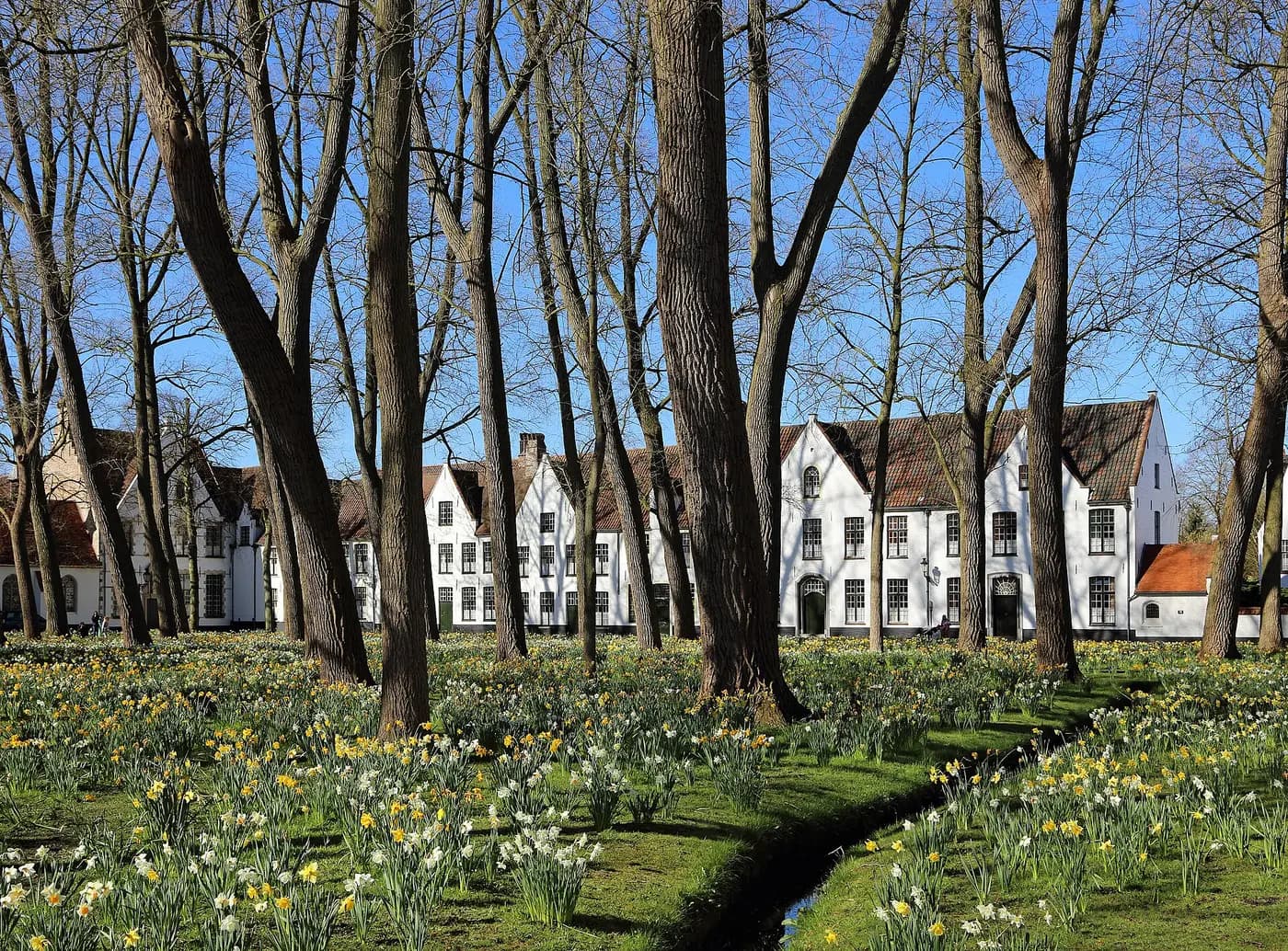 White-fronted houses of the Bruges béguinage behind tall trees and a lawn of spring daffodils