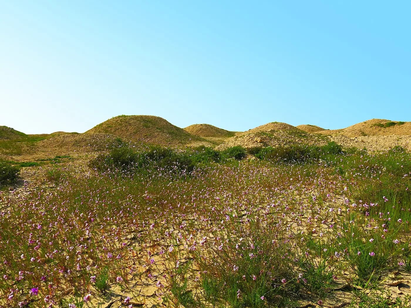 Rounded Dilmun burial mounds rising behind a field of wild flowers in Bahrain