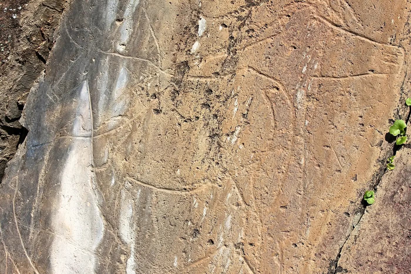 Engraved outlines of a horse and an aurochs overlapping on a schist rock face in the Côa Valley